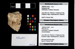 Foto (Objekt + Etikett) von Pithonoton sp.  (NHMW-GEO-1990-0041-4409)